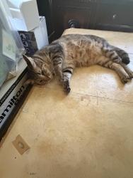 Lost Male Cat last seen At home, Raytown, MO 64138