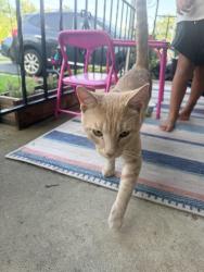 Found/Stray Male Cat last seen W. James St. Near Ackeys Park, Norristown, PA 19401