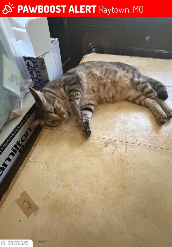 Lost Male Cat last seen At home, Raytown, MO 64138