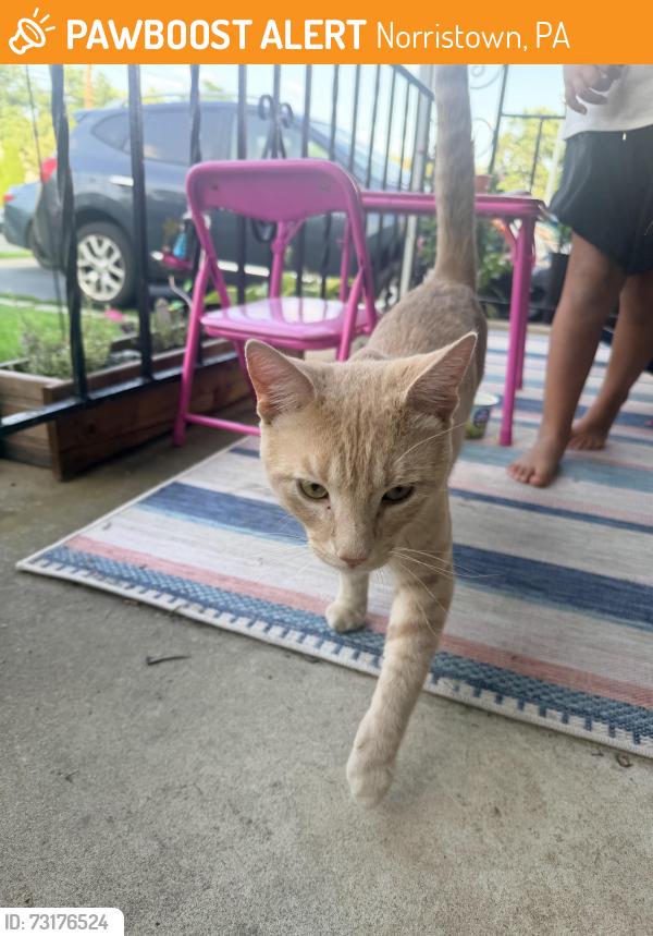 Found/Stray Male Cat last seen W. James St. Near Ackeys Park, Norristown, PA 19401