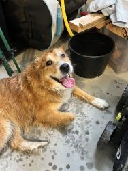 Found/Stray Female Dog last seen Hillwood Dr, Barbecue, NC 27332
