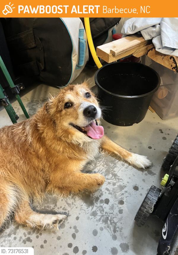 Found/Stray Female Dog last seen Hillwood Dr, Barbecue, NC 27332