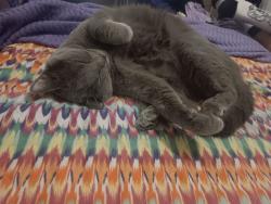 Reunited Female Cat last seen Pennsylvania Ave near Farmers Market, Paterson, NJ 07503