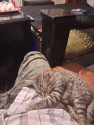 Lost Male Cat last seen Jericho, Aurora, IL 60506
