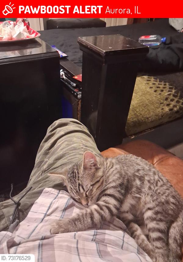 Lost Male Cat last seen Jericho, Aurora, IL 60506