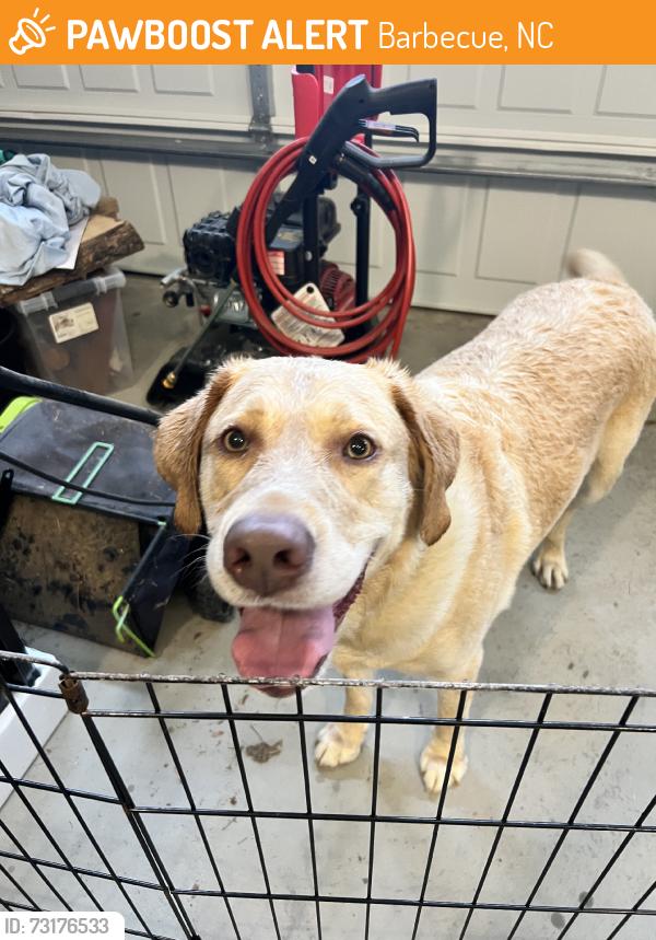 Found/Stray Male Dog last seen Hillwood Dr, Barbecue, NC 27332