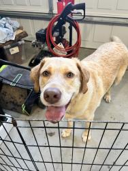 Found/Stray Male Dog last seen Hillwood Dr, Barbecue, NC 27332