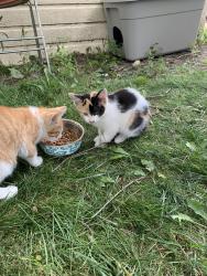 Lost Female Cat last seen Near the little flock church on north maple, Ann Arbor, MI 48103