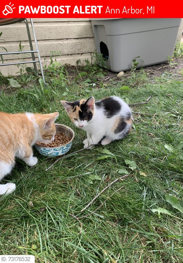 Lost Female Cat last seen Near the little flock church on north maple, Ann Arbor, MI 48103