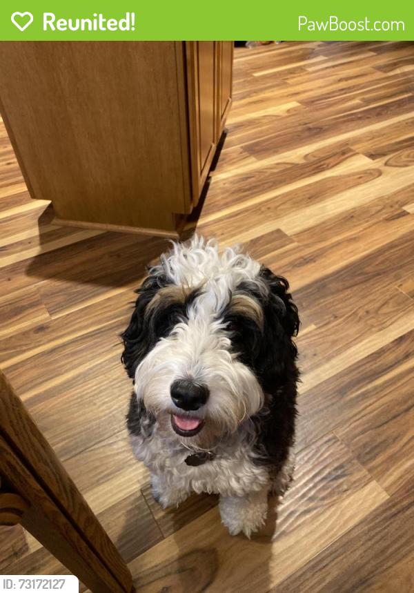 Reunited Female Dog last seen Blue Crush ct, Rock Hill, SC 29732