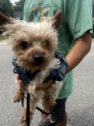 Reunited Male Dog last seen near price ln and s 13st, Rogers, AR 72758