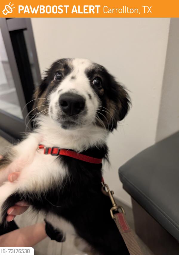 Found/Stray Female Dog last seen Pawnee Trail/Eisenhower, Carrollton, TX 75007