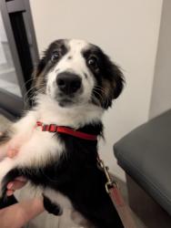 Found/Stray Female Dog last seen Pawnee Trail/Eisenhower, Carrollton, TX 75007