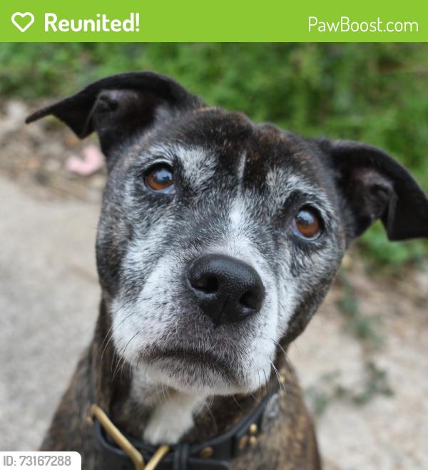 Reunited Female Dog last seen Near block of East Elgie Street in the South Park area of Beaumont, TX, Beaumont, TX 77705