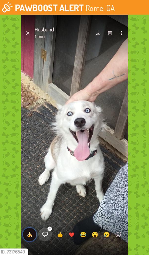 Found/Stray Female Dog last seen Hey 20, Rome, GA 30165