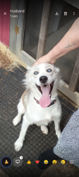 Found/Stray Female Dog last seen Hey 20, Rome, GA 30165