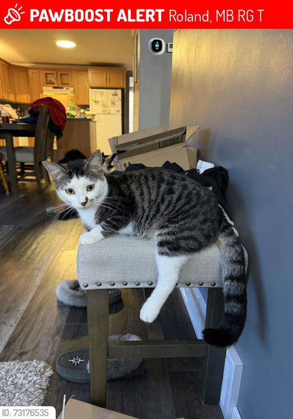 Lost Male Cat last seen Near 1/2 miles south of Jordan corner junction, Roland, MB R0G 1T0