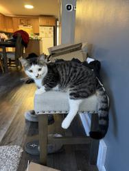 Lost Male Cat last seen Near 1/2 miles south of Jordan corner junction, Roland, MB R0G 1T0