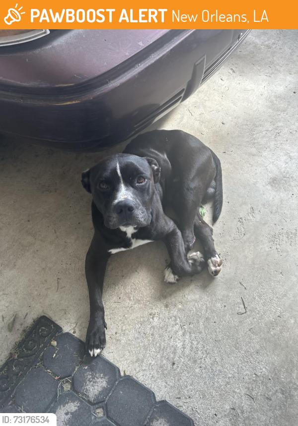 Found/Stray Male Dog last seen Crowder, New Orleans, LA 70127