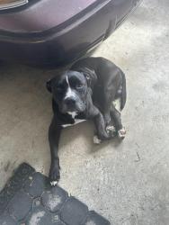 Found/Stray Male Dog last seen Crowder, New Orleans, LA 70127