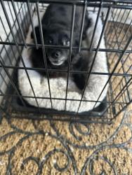 Found/Stray Unknown Dog last seen German church and 21st, Indianapolis, IN 46229