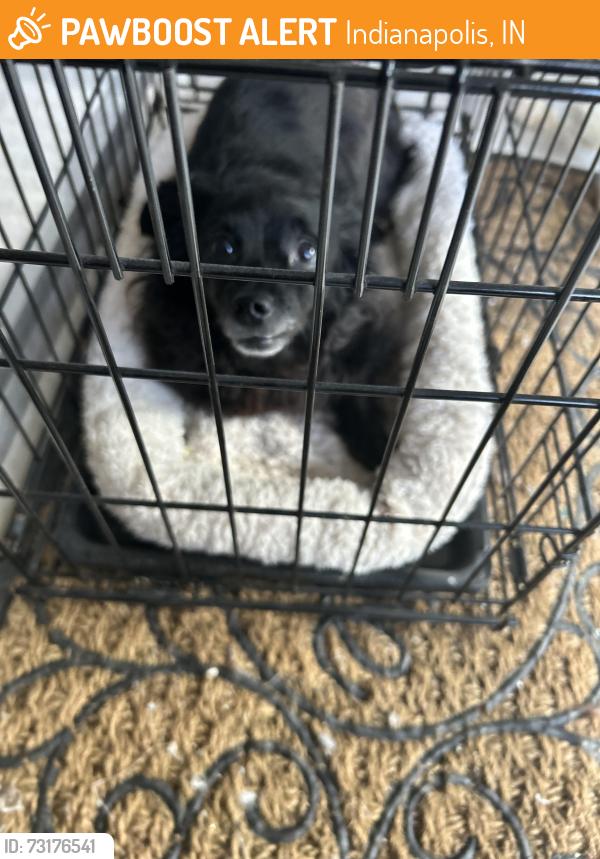 Found/Stray Unknown Dog last seen German church and 21st, Indianapolis, IN 46229