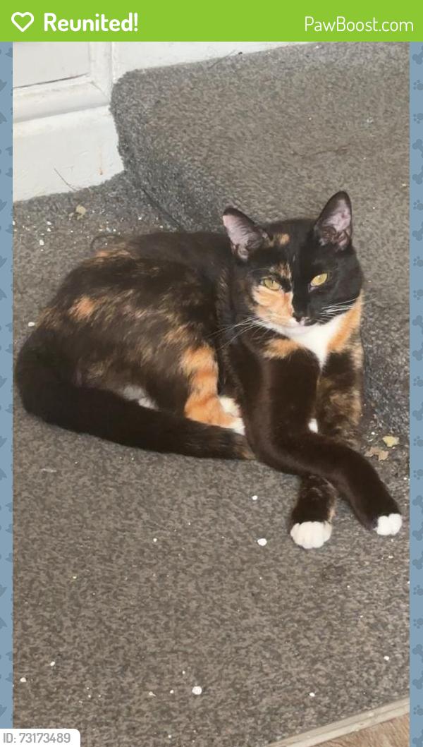 Reunited Female Cat last seen Home, Endborne Road, Merseyside, England 
