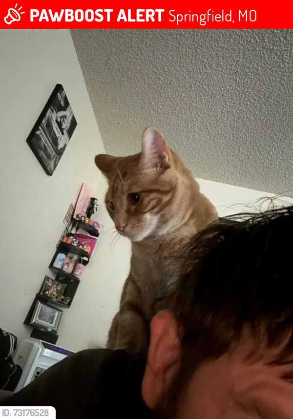 Lost Male Cat last seen Glenwood manor, Springfield, MO 65803
