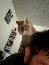 Lost Male Cat last seen Glenwood manor, Springfield, MO 65803
