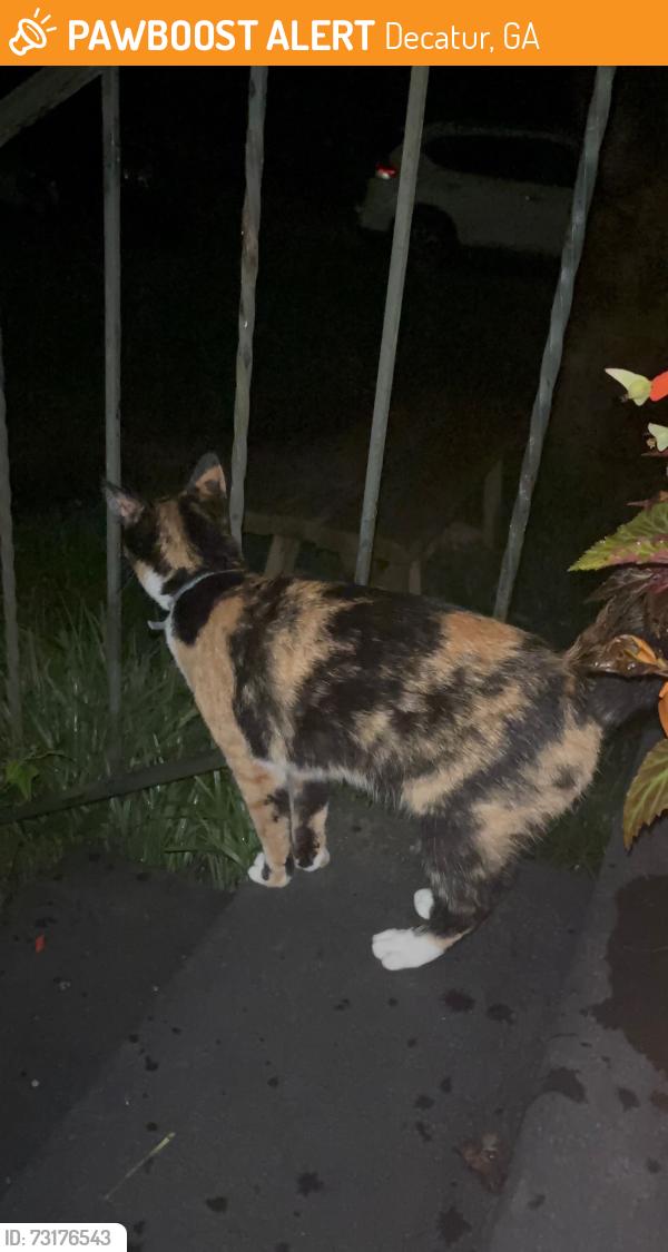 Found/Stray Female Cat last seen Heatherdown & Derrydown, Decatur, GA 30030