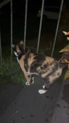 Found/Stray Female Cat last seen Heatherdown & Derrydown, Decatur, GA 30030
