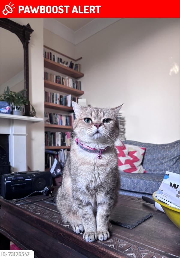 Lost Male Cat last seen Manor avenue, Greater London, England SE4 1TE