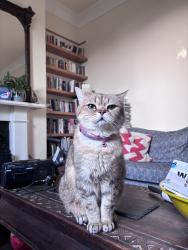 Lost Male Cat last seen Manor avenue, Greater London, England SE4 1TE