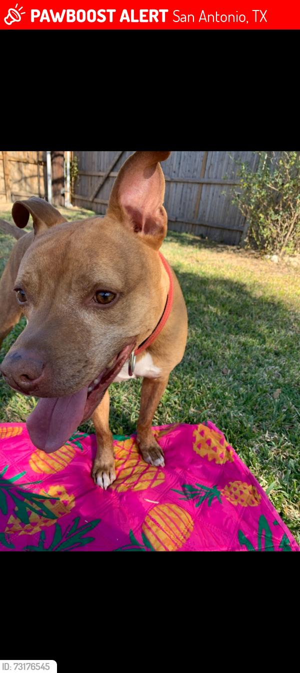 Lost Male Dog last seen Near apfel, San Antonio, TX 78252