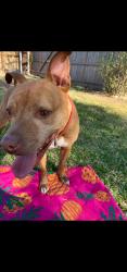 Lost Male Dog last seen Near apfel, San Antonio, TX 78252