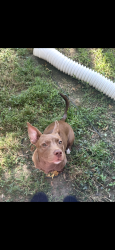 Reunited Female Dog last seen Rutledge rd, Louisville, KY 40258