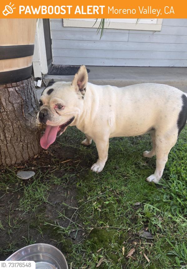 Found/Stray Female Dog last seen Carolee Ave and Indian, Moreno Valley, CA 92551