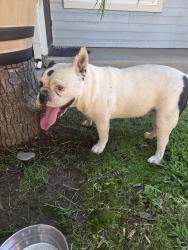 Found/Stray Female Dog last seen Carolee Ave and Indian, Moreno Valley, CA 92551