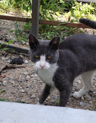 Lost Female Cat last seen Stop&stor, Queens, NY 11373