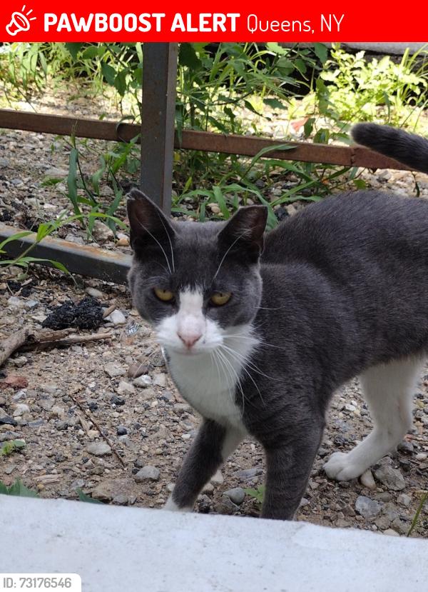 Lost Female Cat last seen Stop&stor, Queens, NY 11373
