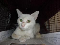 Shelter Stray Male Cat last seen , 14409 Vanowen St, Van Nuys, CA 91405, USA