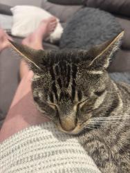 Reunited Male Cat last seen Fuchsia lane, Suffolk, England IP4 5AA