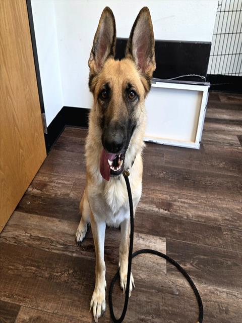Shelter Stray Female Dog last seen Near BLOCK CARLISE BLVD NE, 8920 Lomas Blvd NE, Albuquerque, NM 87112, USA