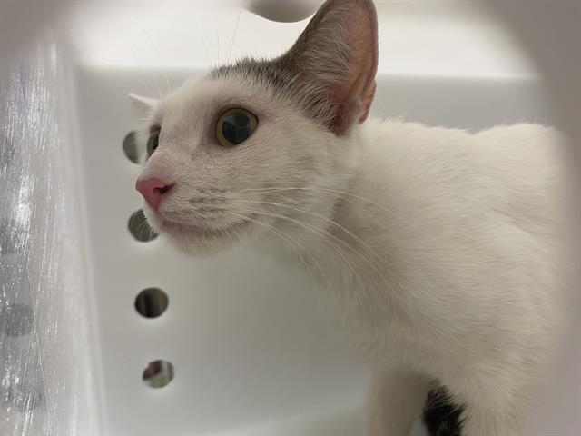 Shelter Stray Female Cat last seen Near BLOCK S CESAR E CHAVEZ DR, 3839 W Burnham St, West Milwaukee, WI 53215, USA