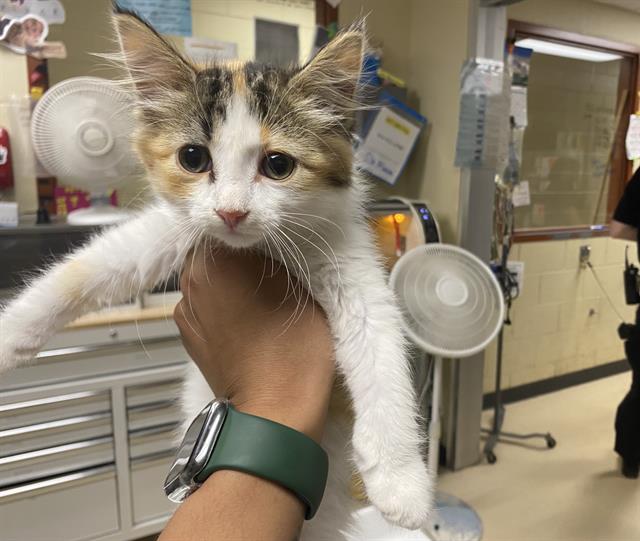 Shelter Stray Female Cat last seen Near BLOCK S 50TH ST, 3839 W Burnham St, West Milwaukee, WI 53215, USA