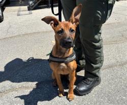 Shelter Stray Female Dog last seen PIER ENTRANCE / OCEAN AVE, 1640 9th St, Santa Monica, CA 90404, USA