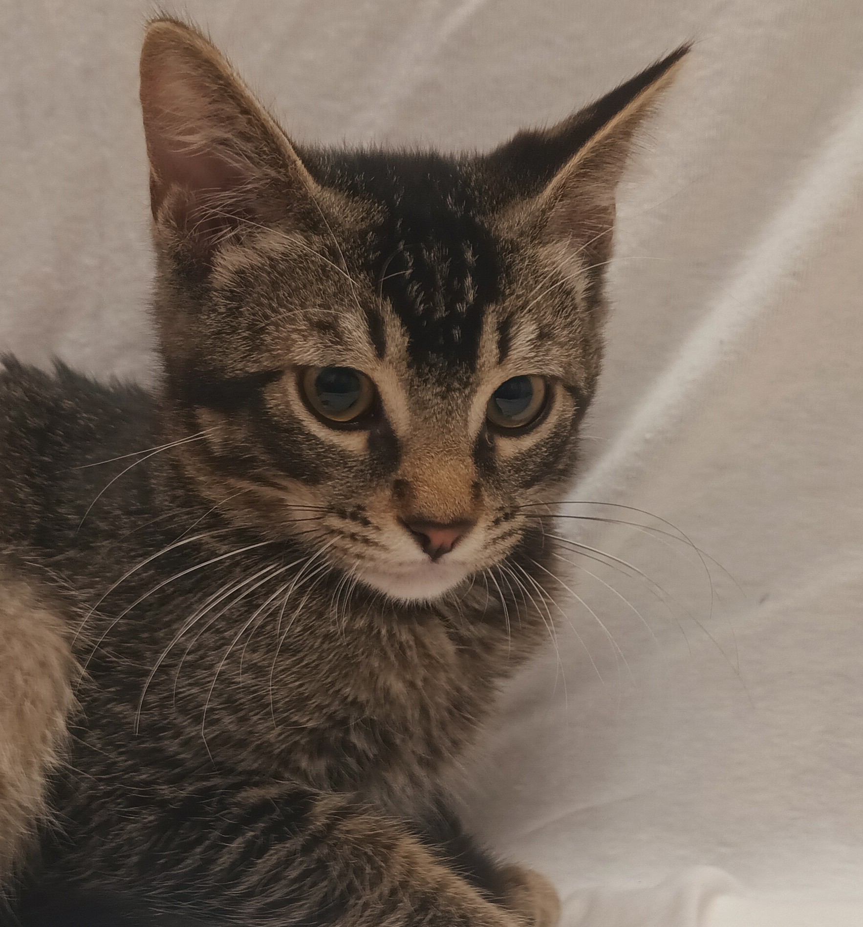 Shelter Stray Male Cat last seen , 1850 W 60th St, Los Angeles, CA 90047, USA