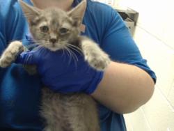 Shelter Stray Female Cat last seen Near BLOCK MILTON DR, FAYETTEVILLE NC 28304, 4704 Corporation Dr, Fayetteville, NC 28306, USA