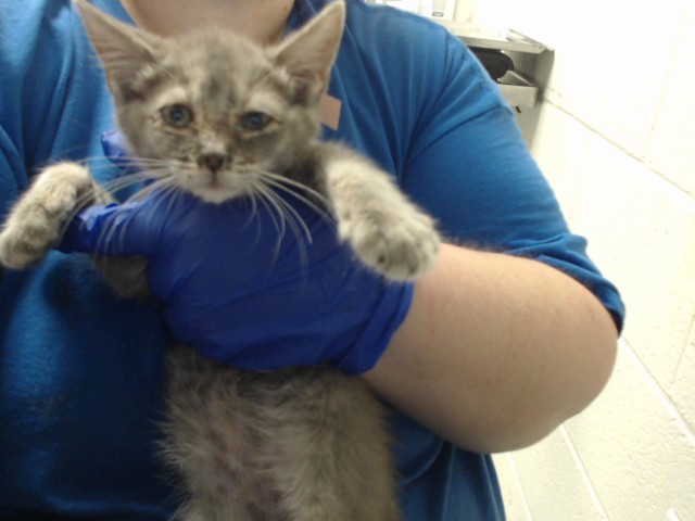 Shelter Stray Female Cat last seen Near BLOCK MILTON DR, FAYETTEVILLE NC 28304, 4704 Corporation Dr, Fayetteville, NC 28306, USA