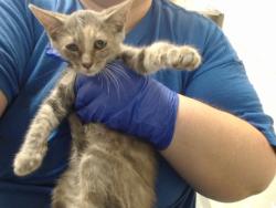 Shelter Stray Female Cat last seen Near BLOCK MILTON DR, FAYETTEVILLE NC 28304, 4704 Corporation Dr, Fayetteville, NC 28306, USA